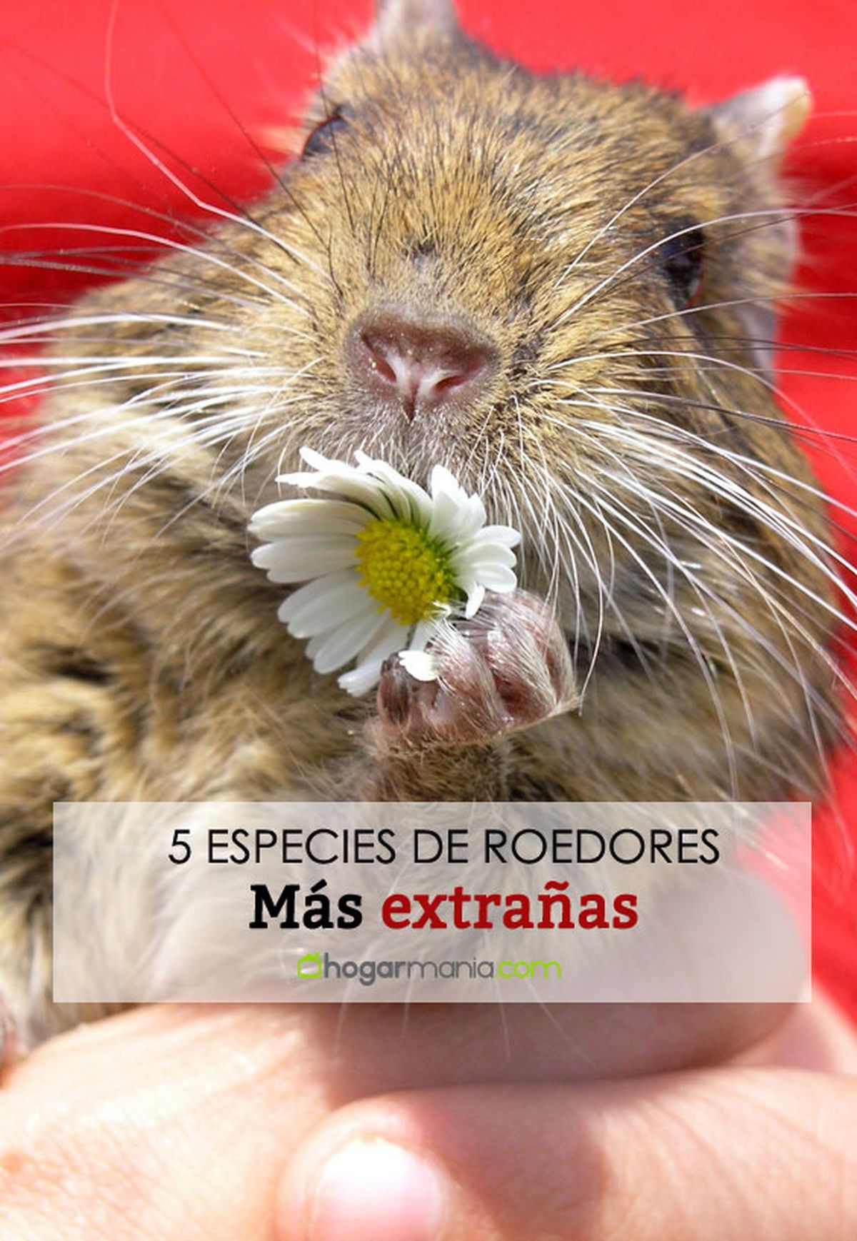 roedores mas extranos pin