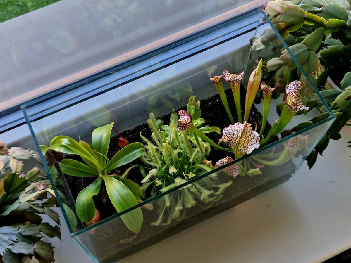 Plantas carnívoras en pecera.