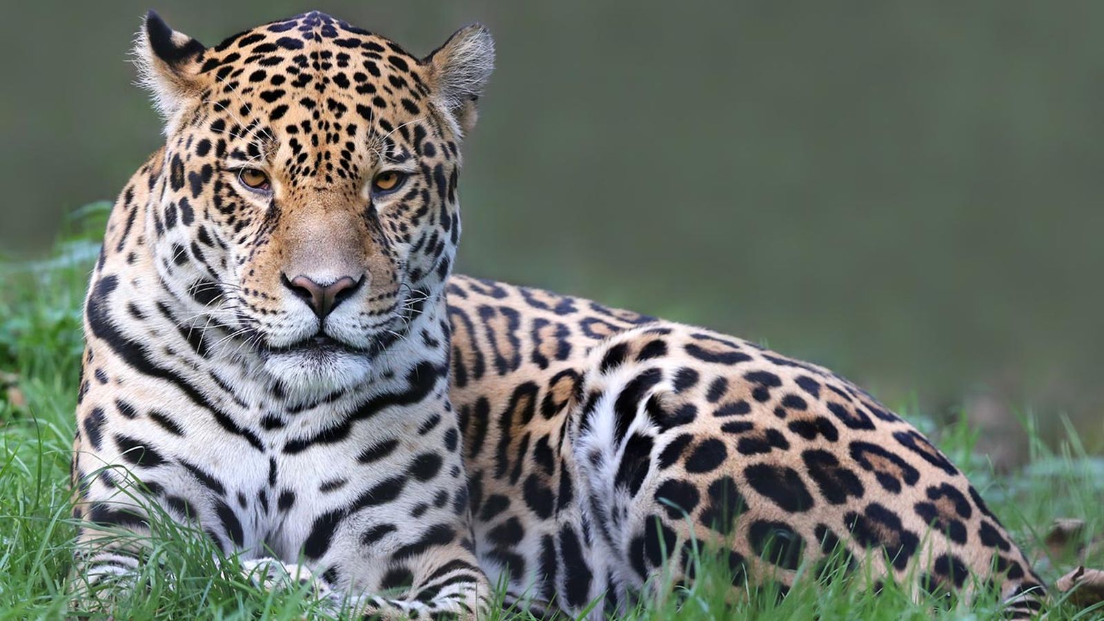 jaguar diferencias leopardo guepardo portada
