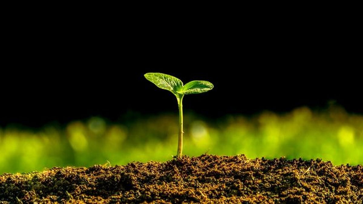 planta germinando