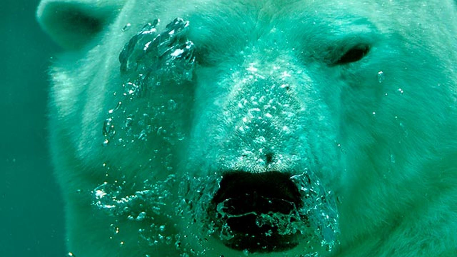 oso polar 7