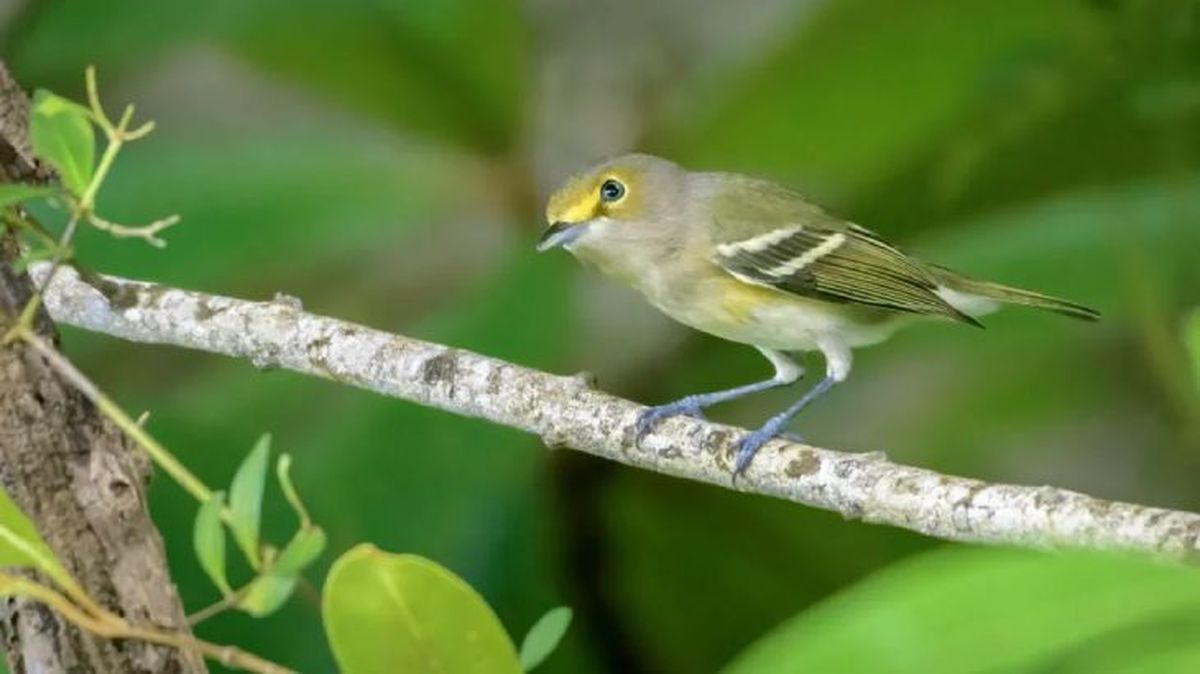 animales que empiezan por v vireo