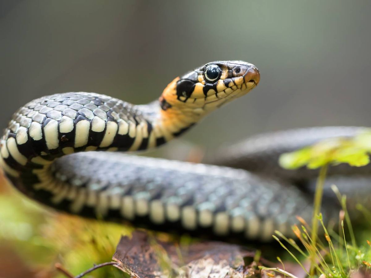 La presencia de serpientes en entornos urbanos no es nueva.