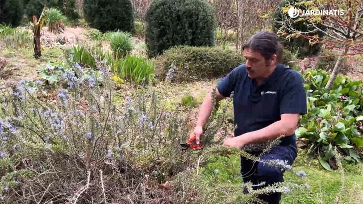 podar romero rastrero para sanearlo jardinatis 9 22