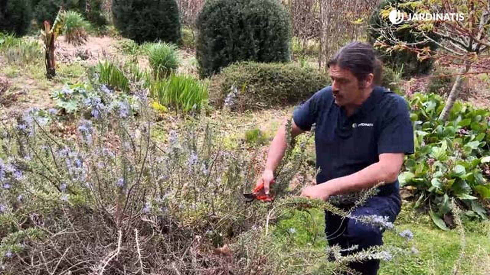 podar romero rastrero para sanearlo jardinatis 9 22 podar romero rastrero para sanearlo jardinatis 9 22