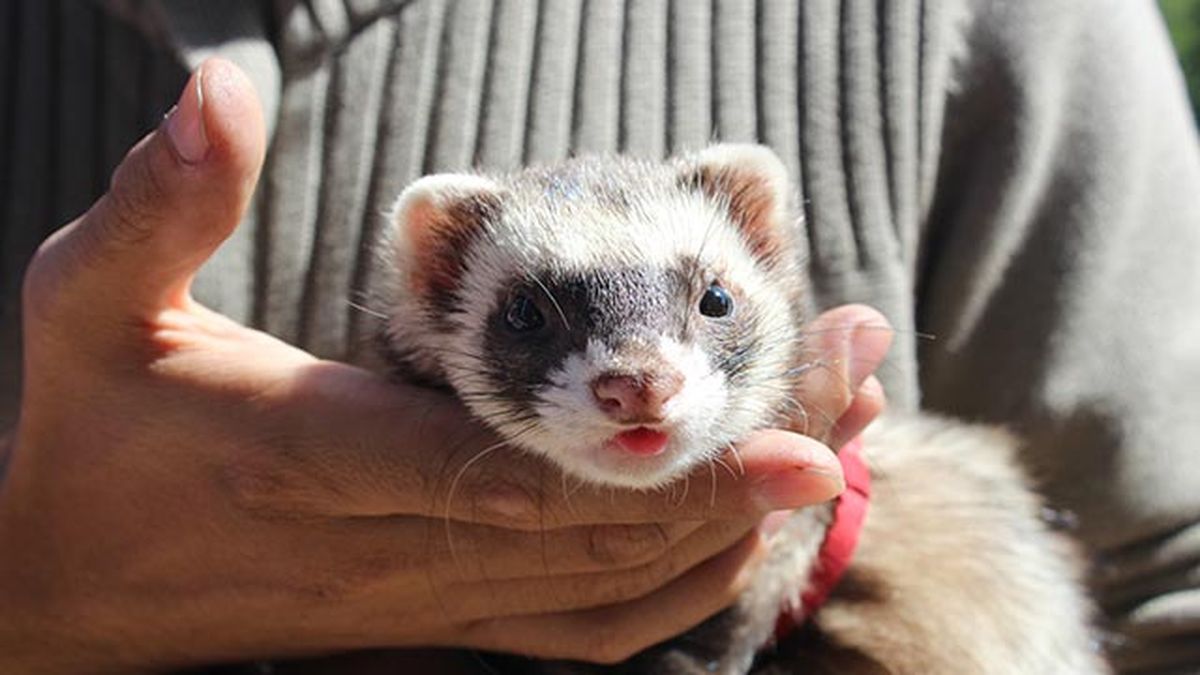 hurón domestico caracteristicas