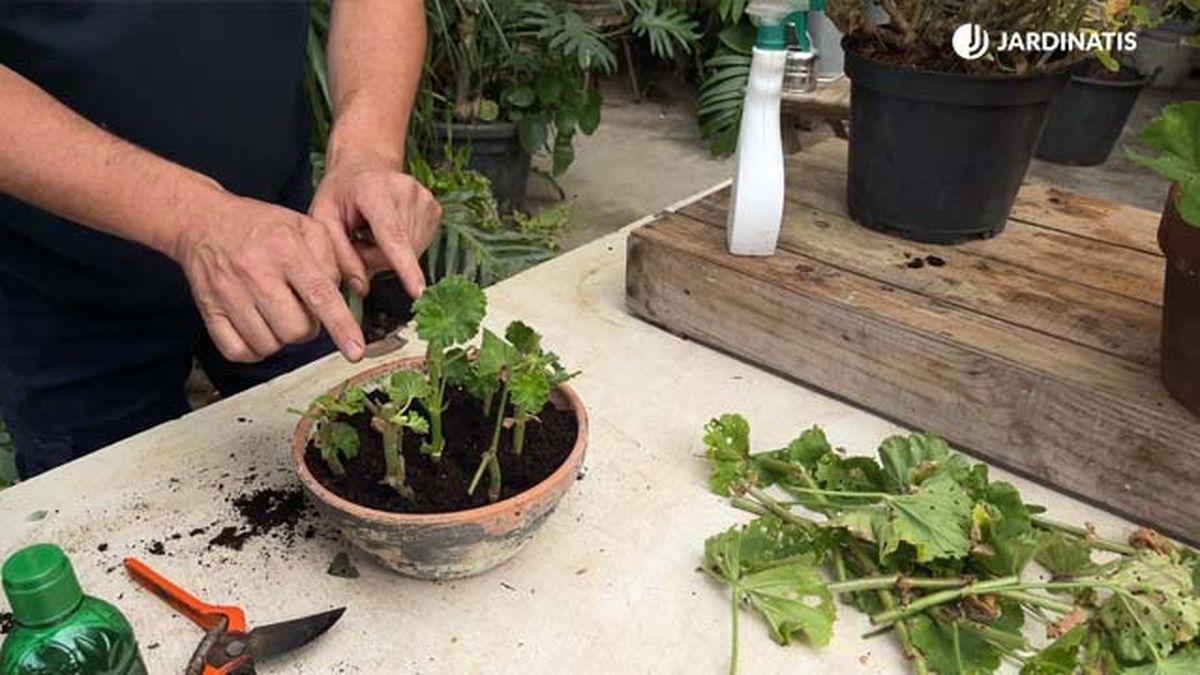 hacer esquejes de geranio jardinatis 22 23