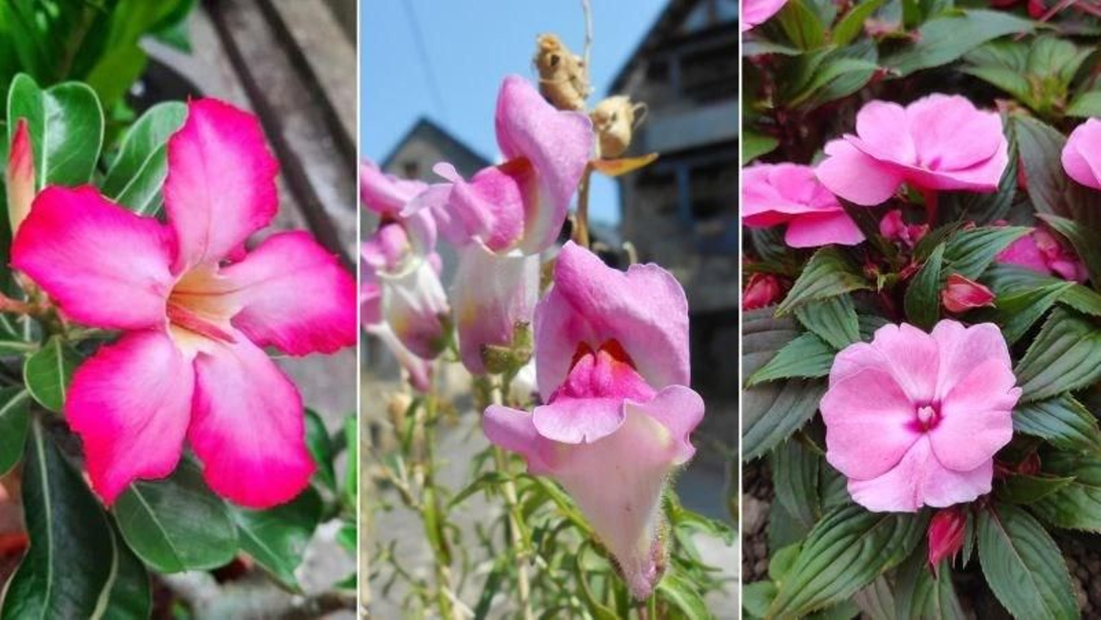 De izq. a drcha.: Rosa del desierto, boca de dragón y alegría guineana De izq. a drcha.: Rosa del desierto, boca de dragón y alegría guineana