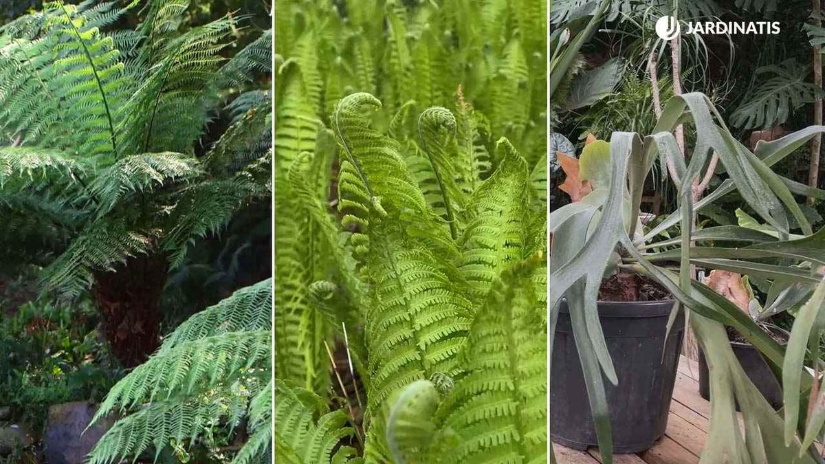 Existe una gran variedad de helechos