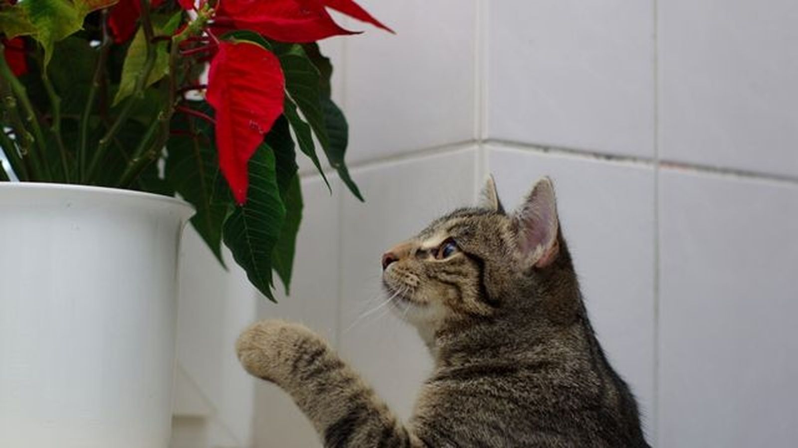 flor de pascua planta toxica gatos flor de pascua planta toxica gatos