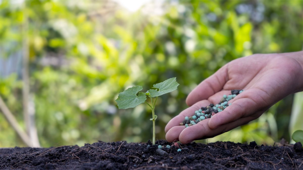 La cantidad de luz que recibe la planta es clave para la floración