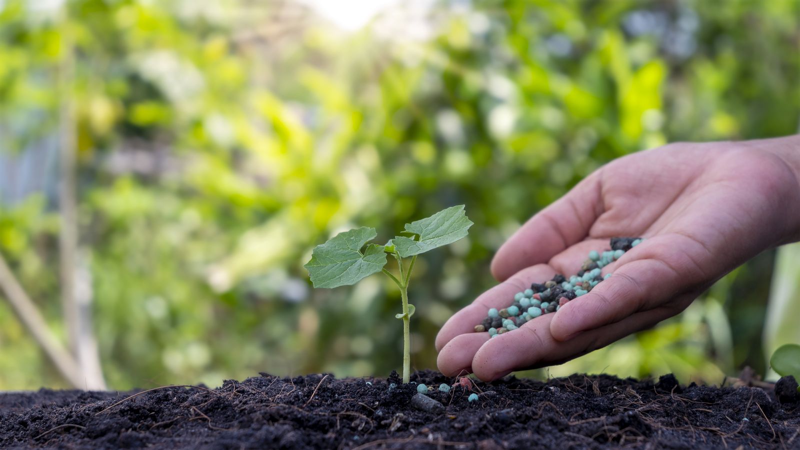 La cantidad de luz que recibe la planta es clave para la floración
