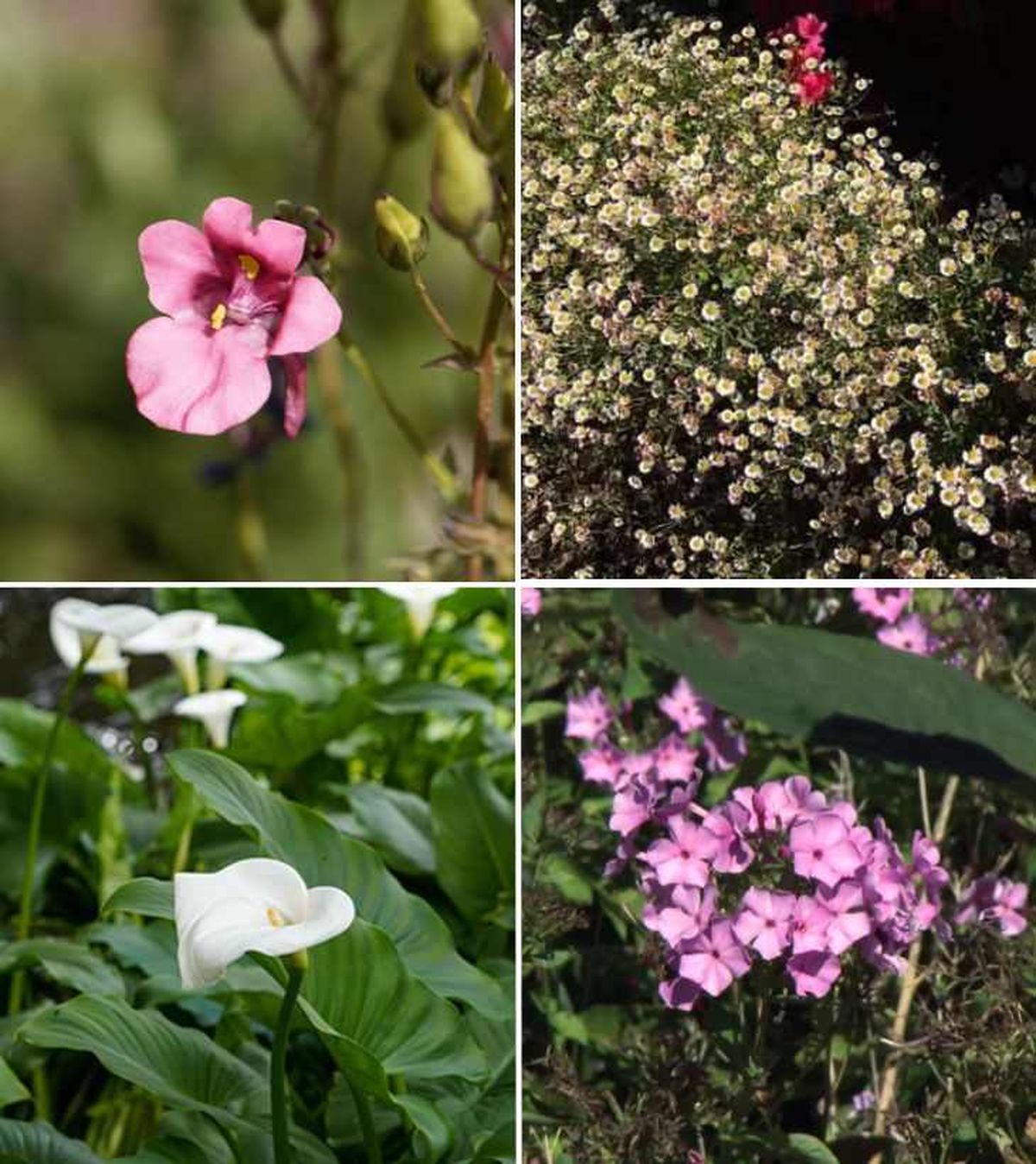 De arriba a abajo: reina rosada, margarita cimarrona, lirio de agua y Phlox