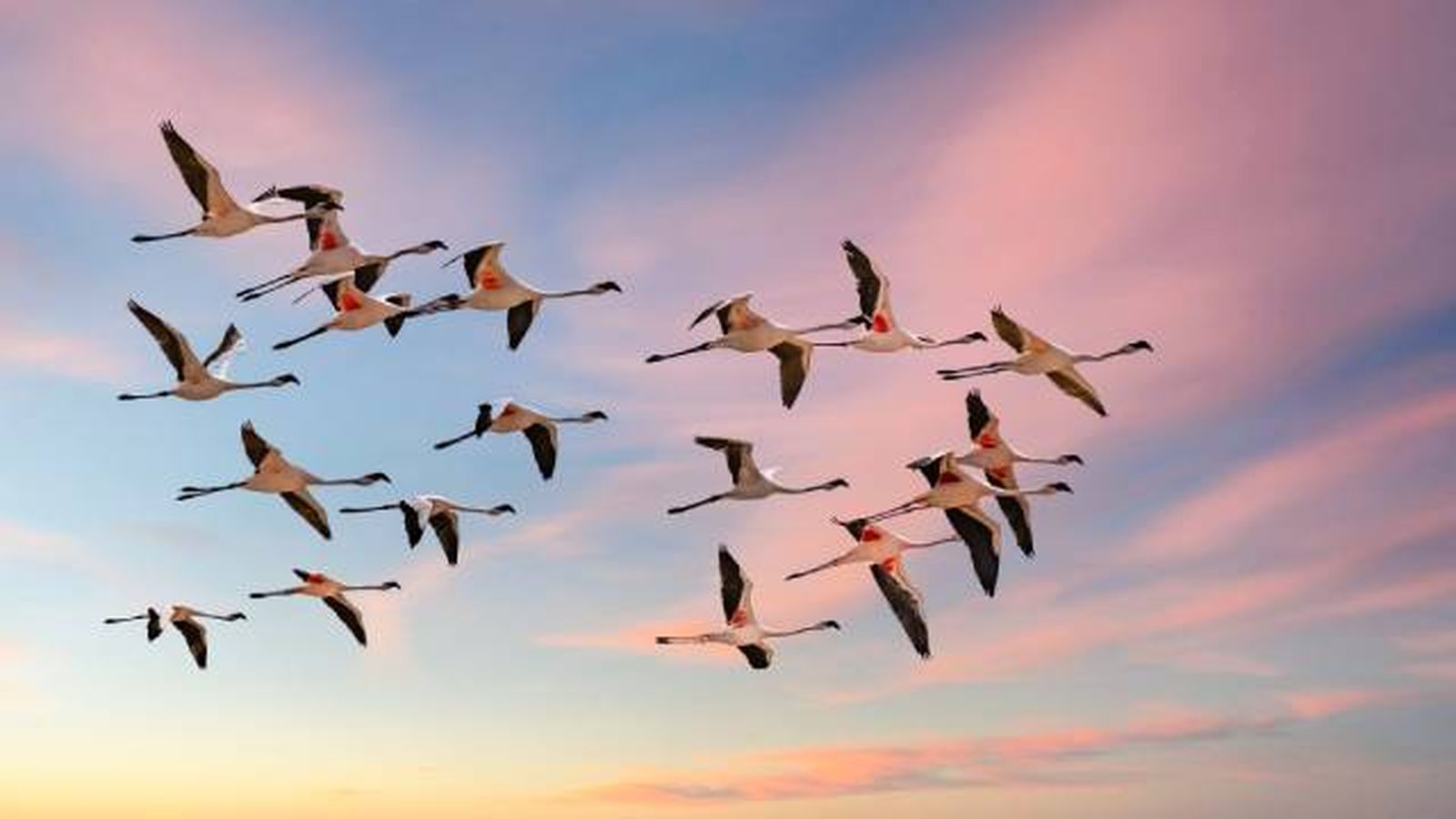 flamencos aves vuelo flamencos aves vuelo