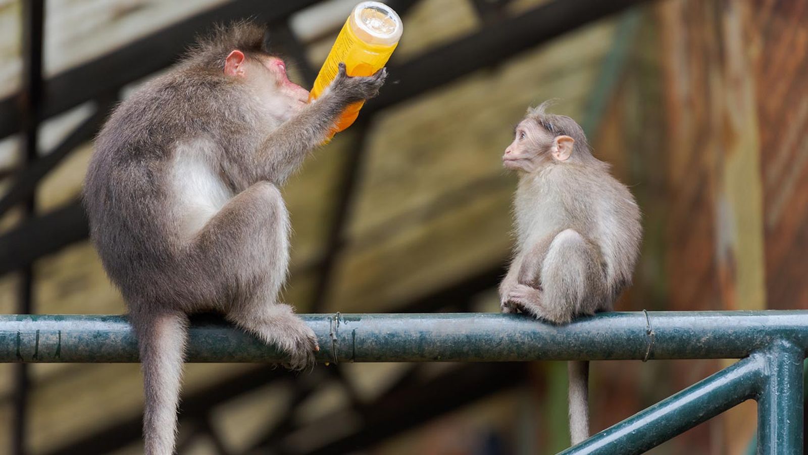 monos alcoholicos 5 monos alcoholicos 5
