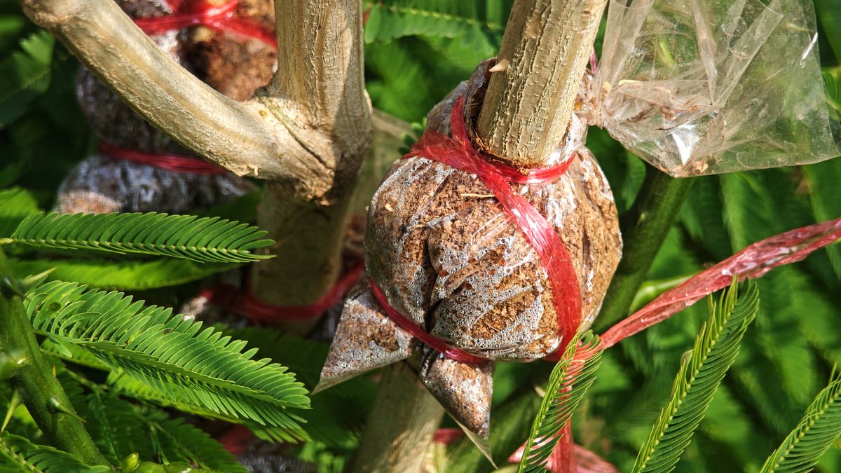 Los acodos se utilizan en especies difíciles de enraizar