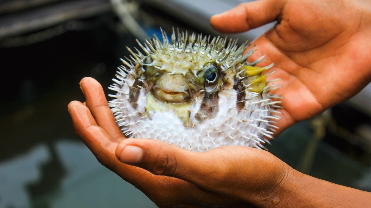 Del fugu japonés al queso casu marzu: estos alimentos exigen precaución, técnica y permisos especiales