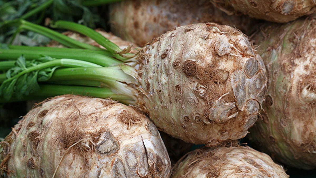 cosecha de apio en invierno deco 514