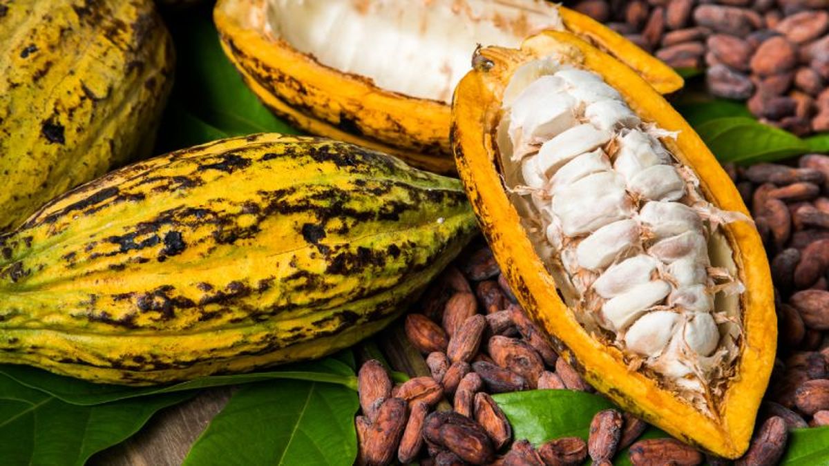 Fruta del cacao