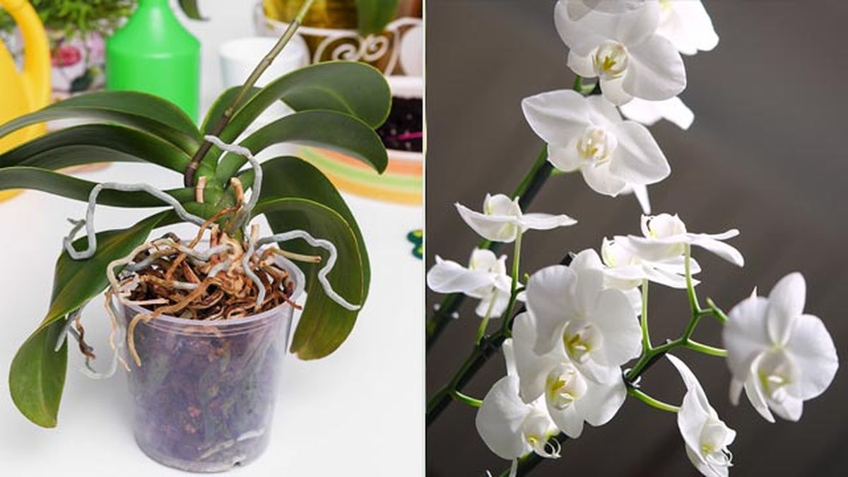 Orquidea phalaenopsis planta de interior con flores blancas deco jardin
