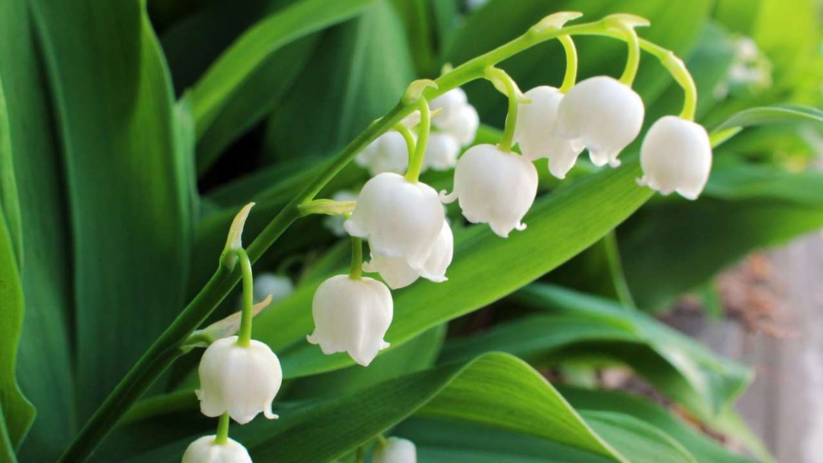 cultivo lirio de los valles o muguete