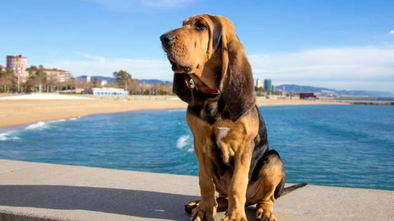 bloodhound bloodhound