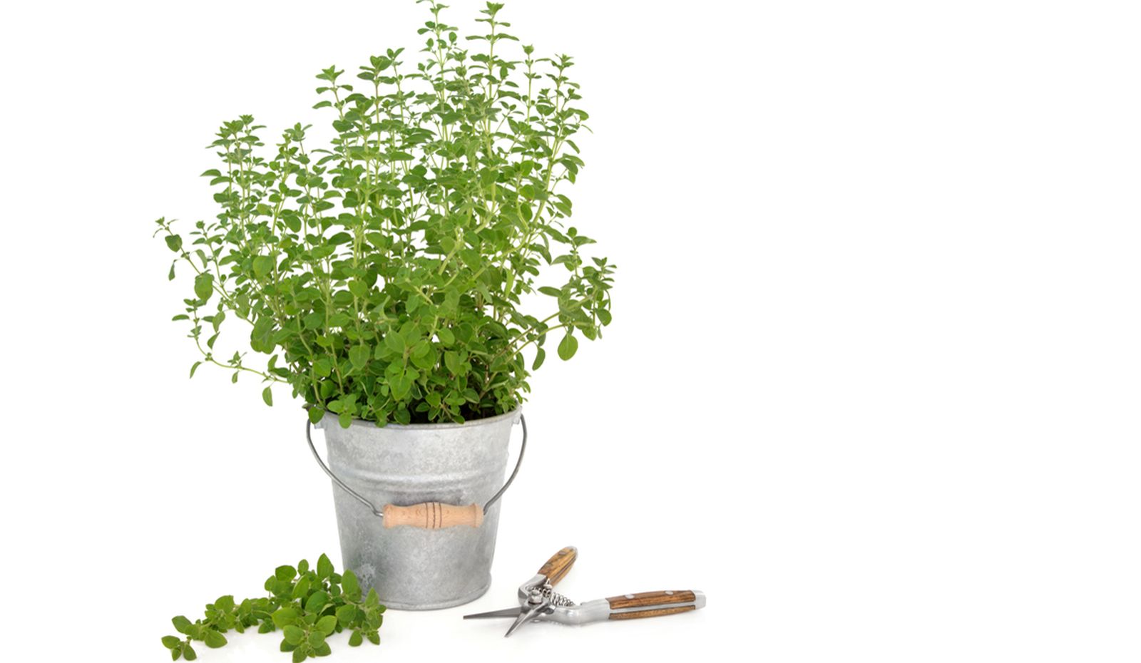 oregano oregano