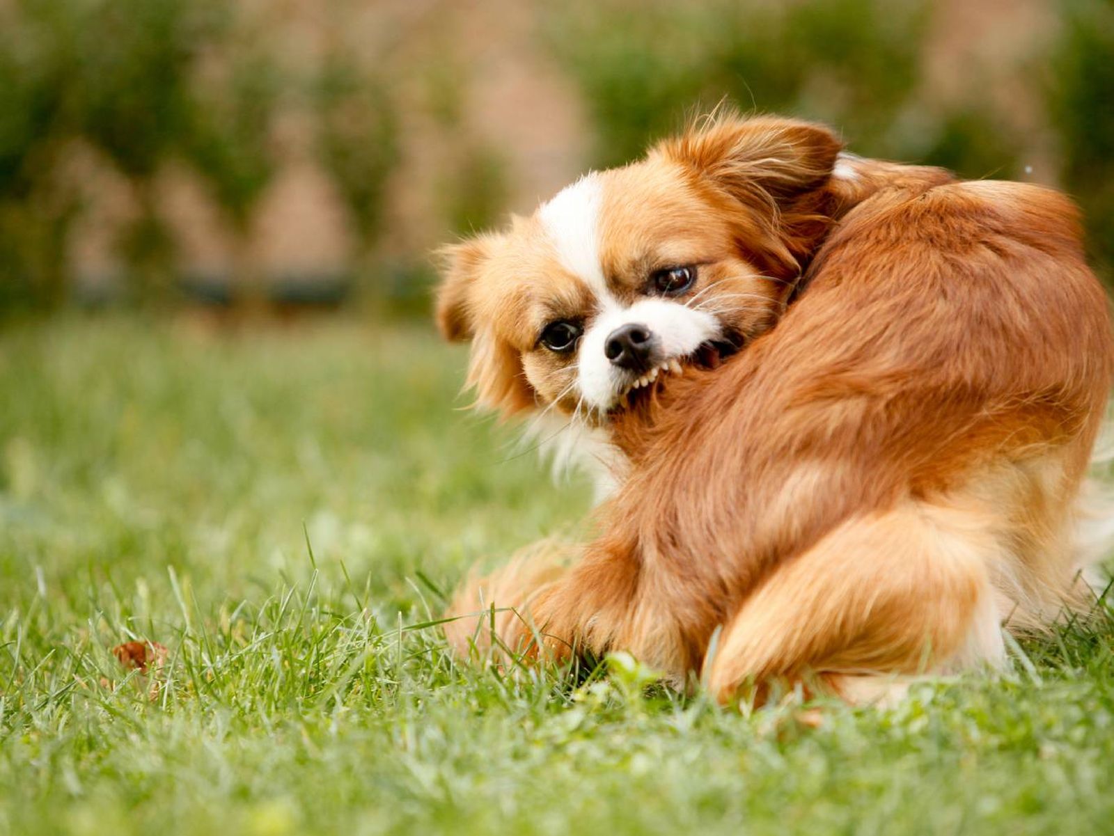 Las pulgas y garrapatas pueden provocar un picor insoportable a los perros. Las pulgas y garrapatas pueden provocar un picor insoportable a los perros.