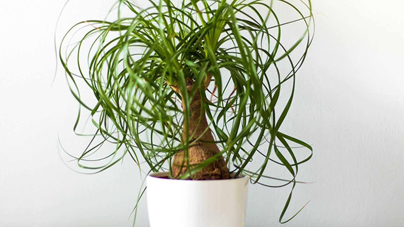 Beaucarnea recurvata tallo decorativo Beaucarnea recurvata tallo decorativo