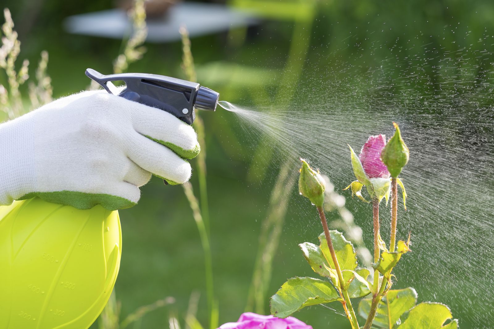 Tipos de insecticidas para jardinería