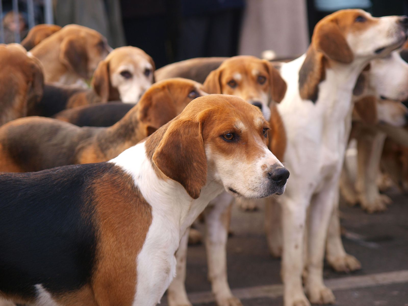 perros ingleses foxhound perros ingleses foxhound