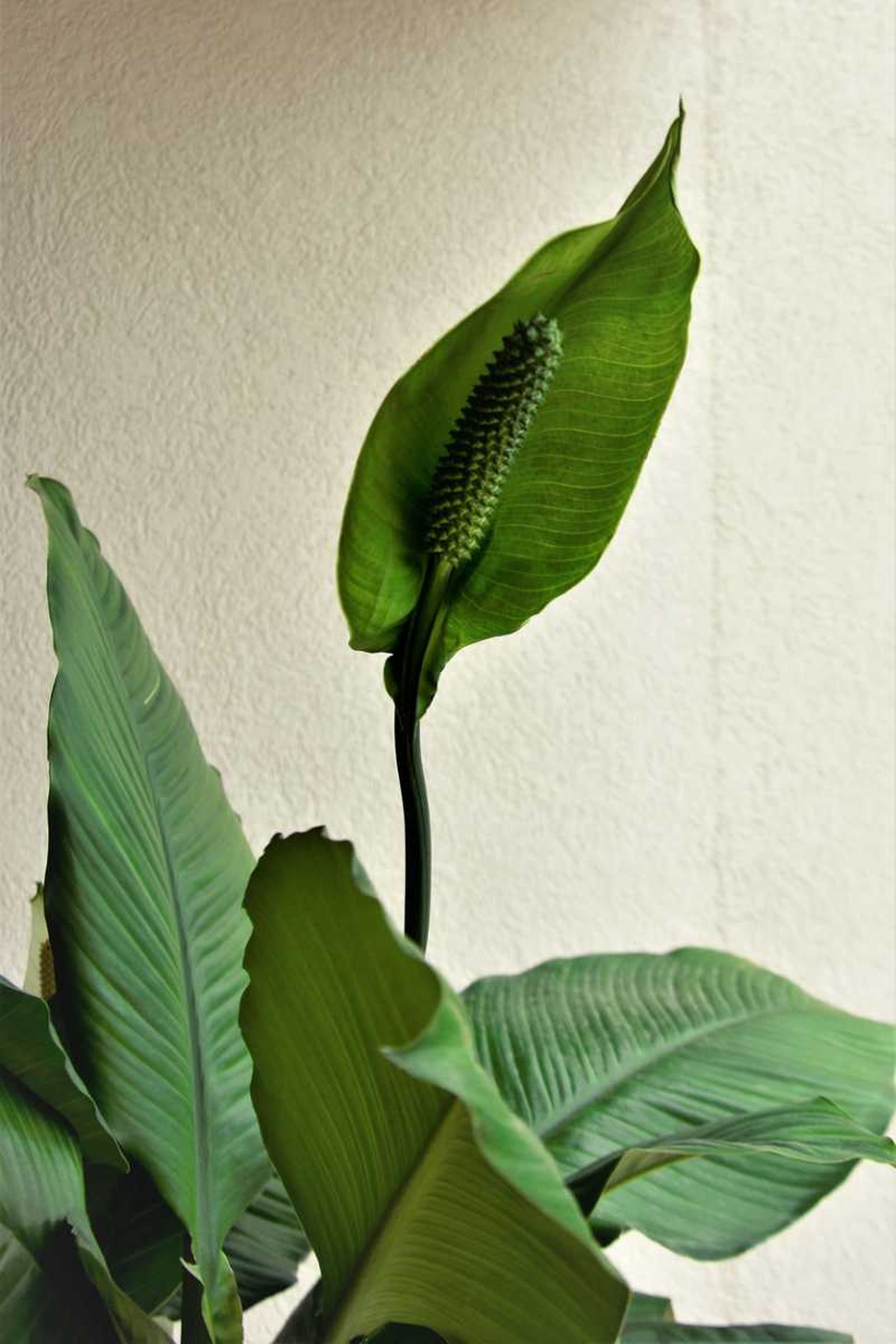 Algunas personas suelen confundir la espata con la flor Algunas personas suelen confundir la espata con la flor