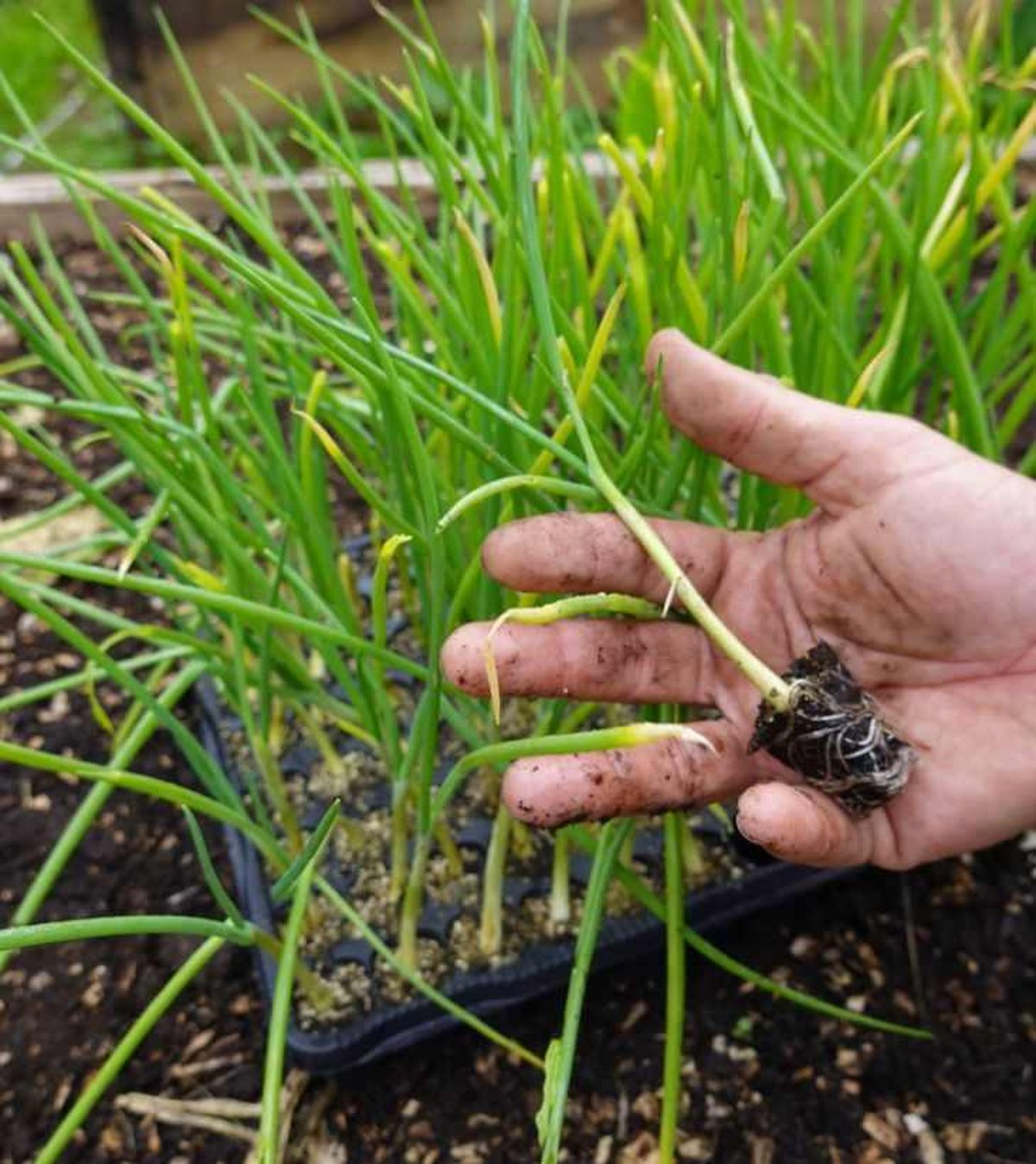 Planteles de cebollino