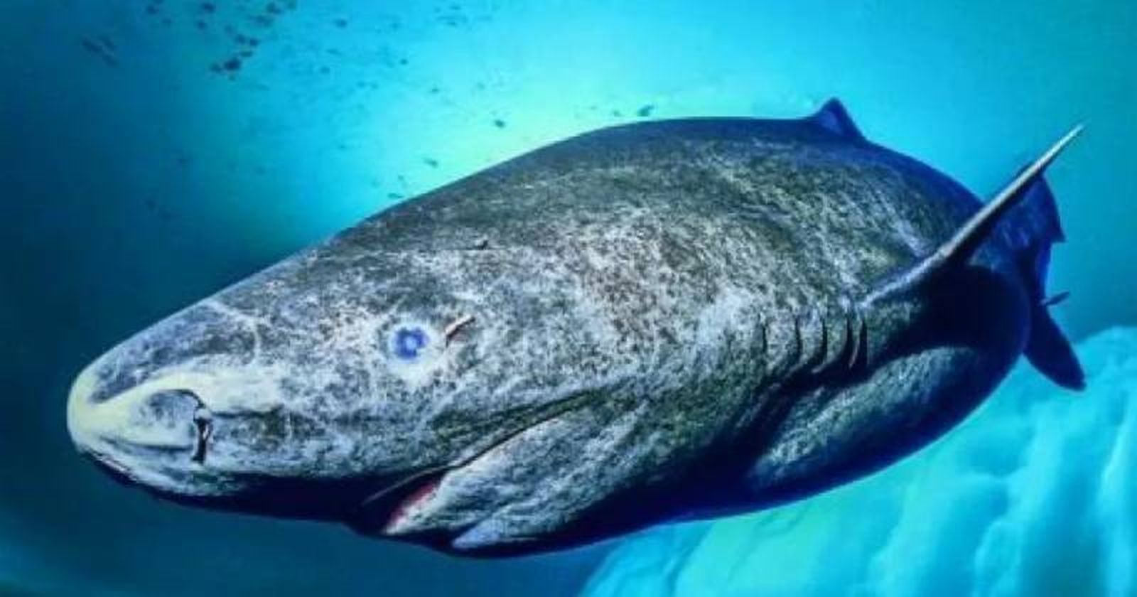 El tiburón de Groelandia (Somniosus microcephalus) cuenta con una excepcional esperanza de vida El tiburón de Groelandia (Somniosus microcephalus) cuenta con una excepcional esperanza de vida