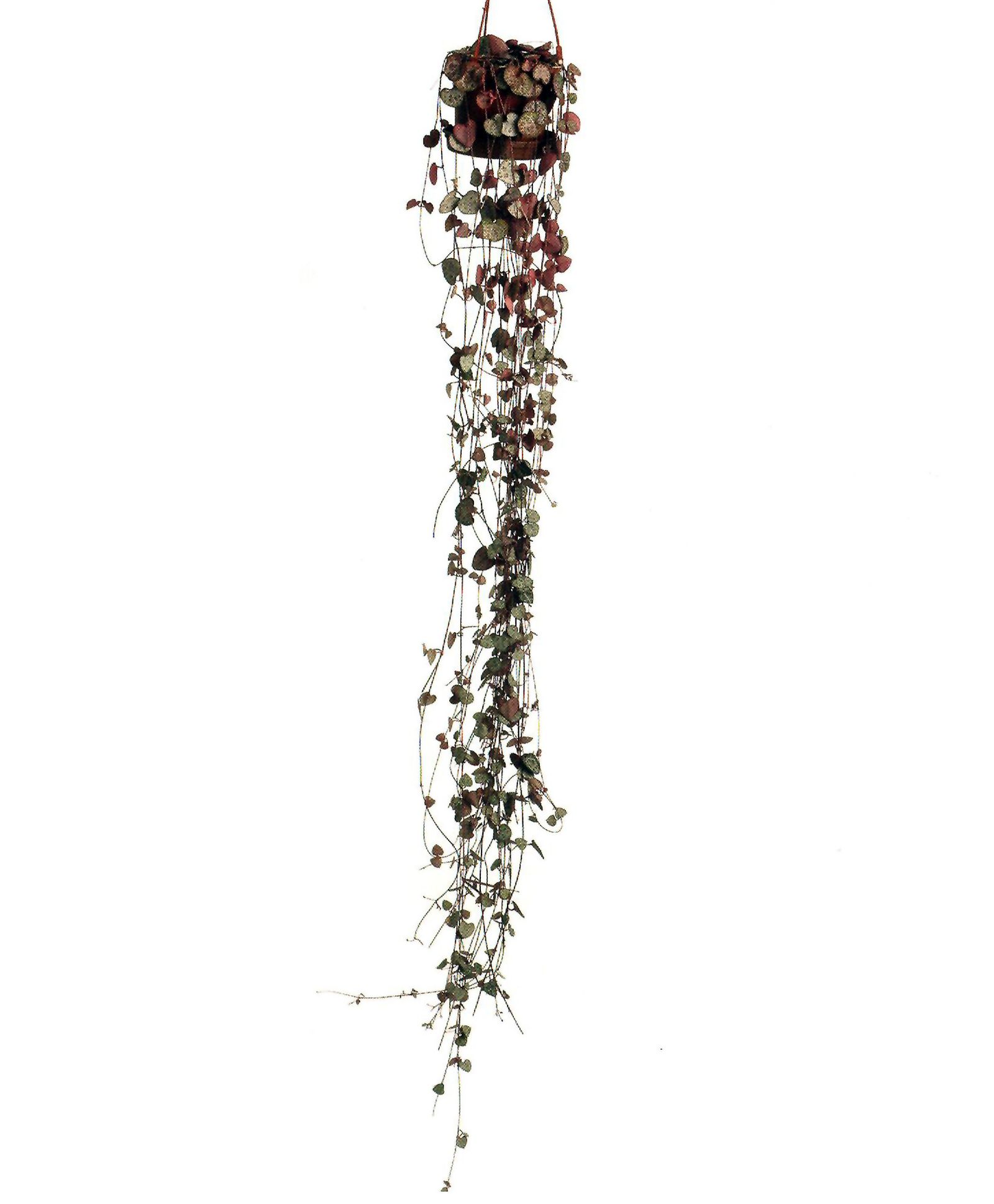ceropegia ceropegia