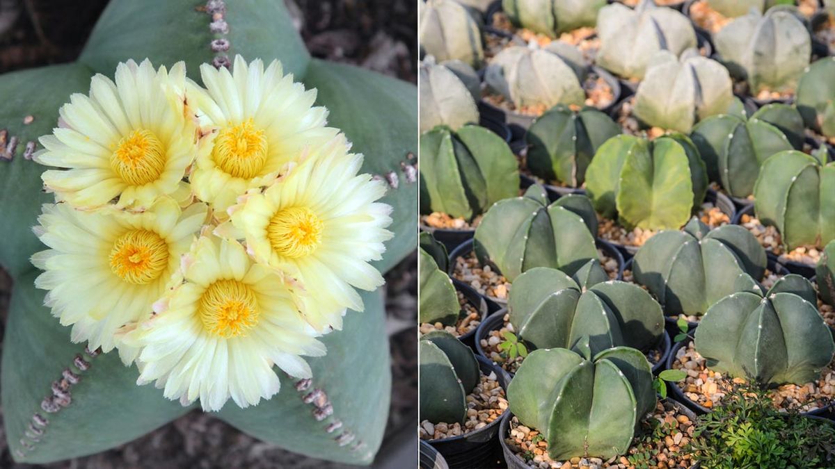 Astrophytum myriostigma xl