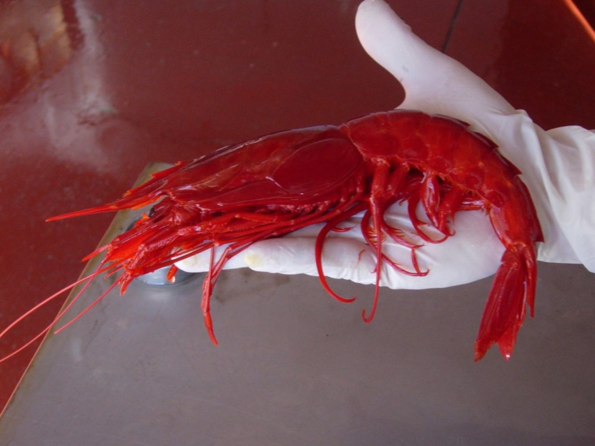 El intenso color rojo y su potente sabor han convertido al carabinero en uno de los mariscos más valorados por los chefs.