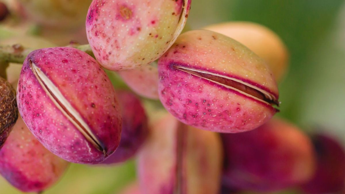 Pistachos en árbol