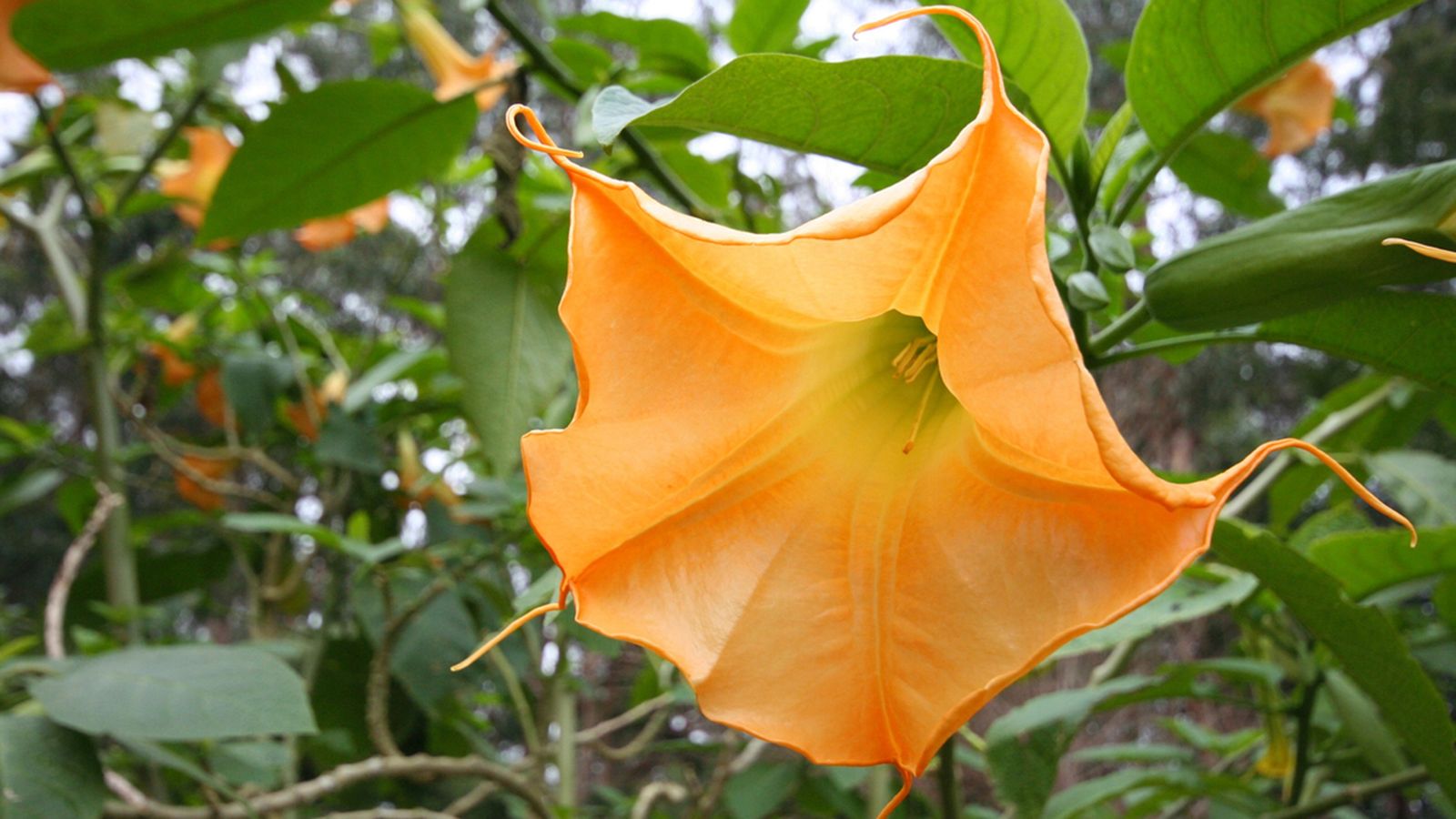 datura stramonium planta venenosa datura stramonium planta venenosa