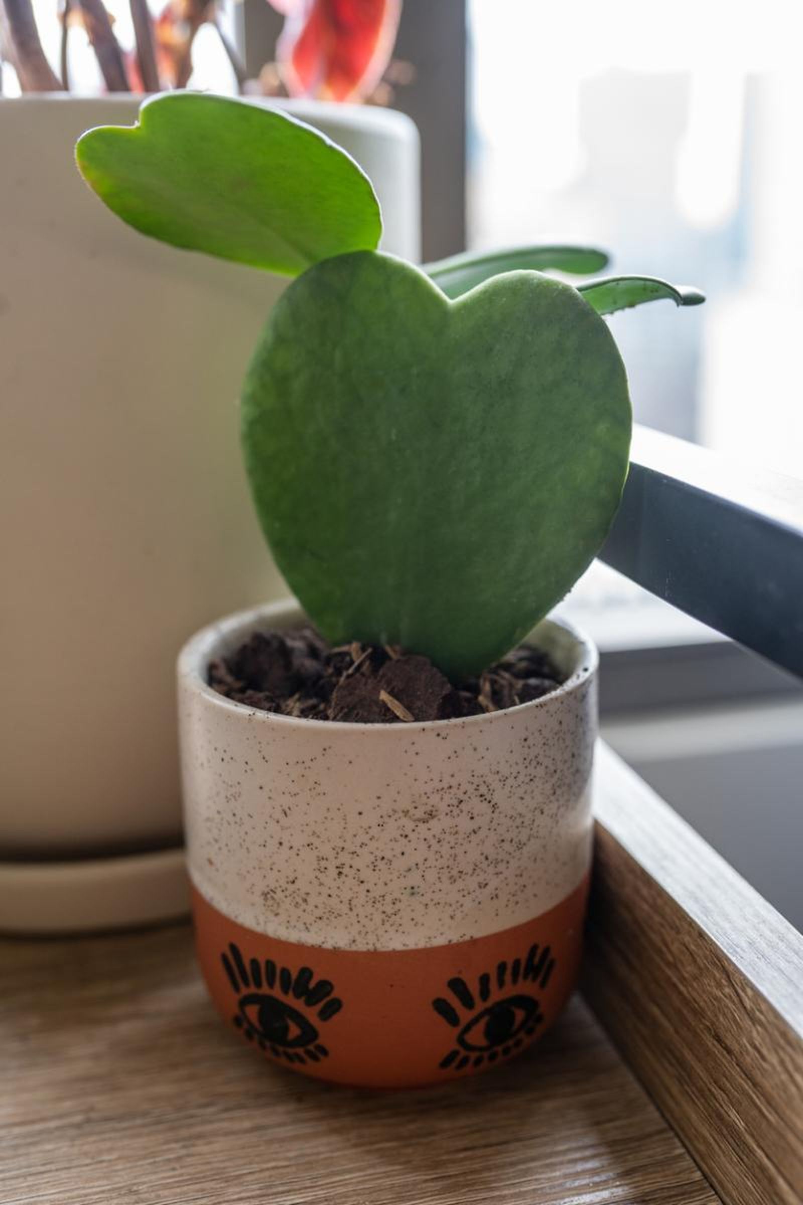 Hoya kerrii. Hoya kerrii.