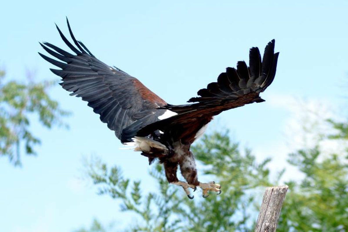 Una vez que el halcón demuestra confianza y control, comienza el vuelo libre.