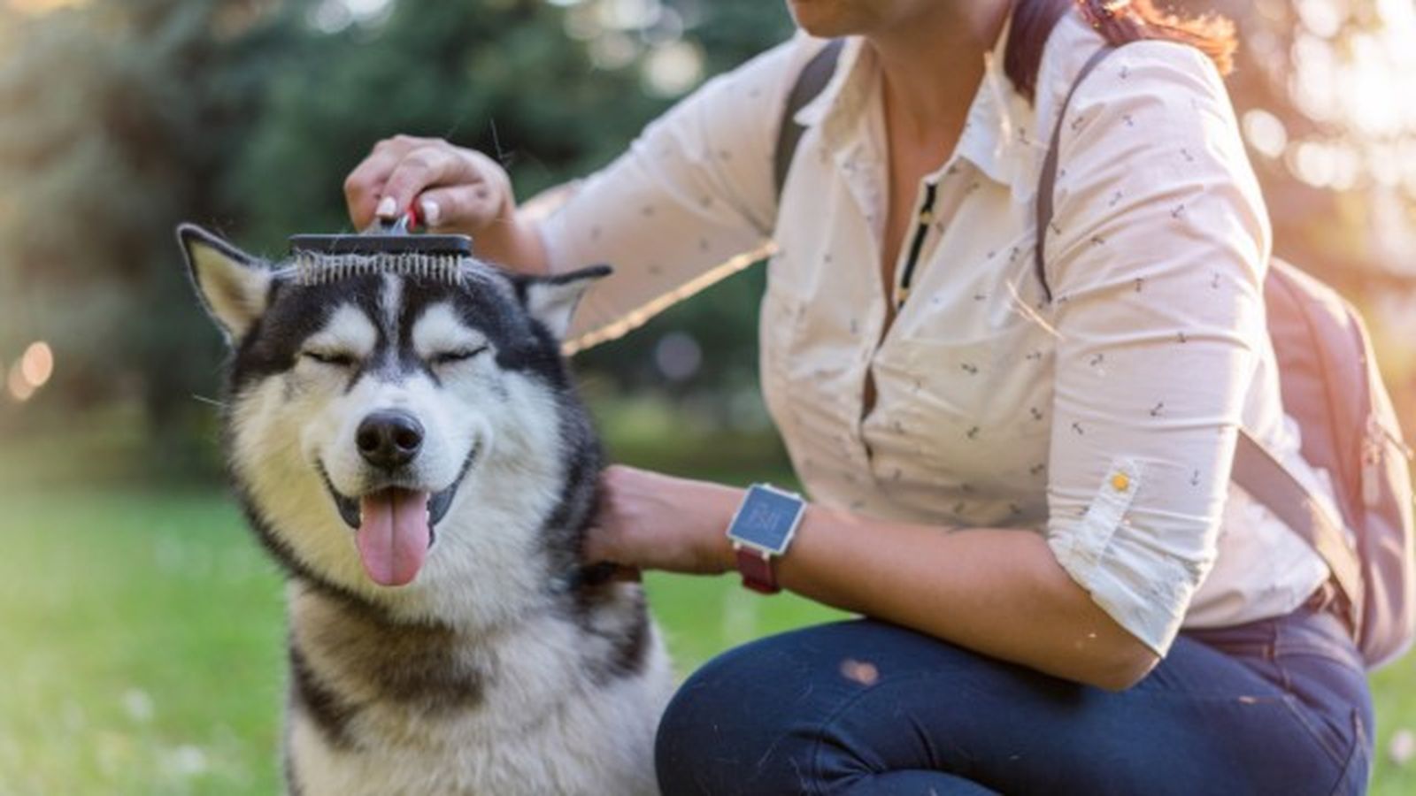 husky siberiano 1 husky siberiano 1