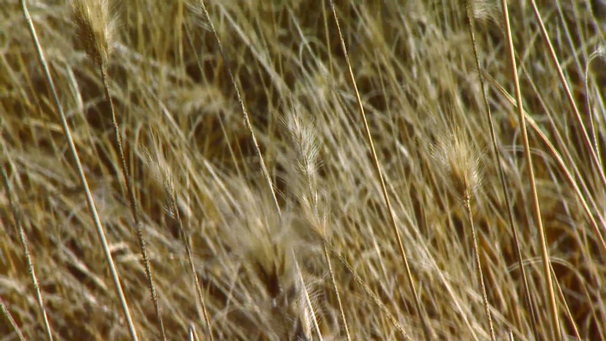 deco 0643 2 plantas tonos pajizos invierno pennisetum