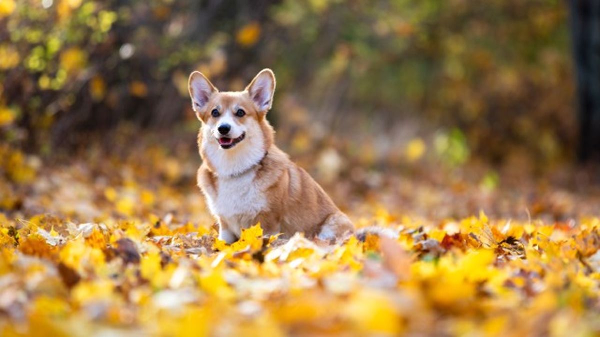 cuantas razas de perros hay 8