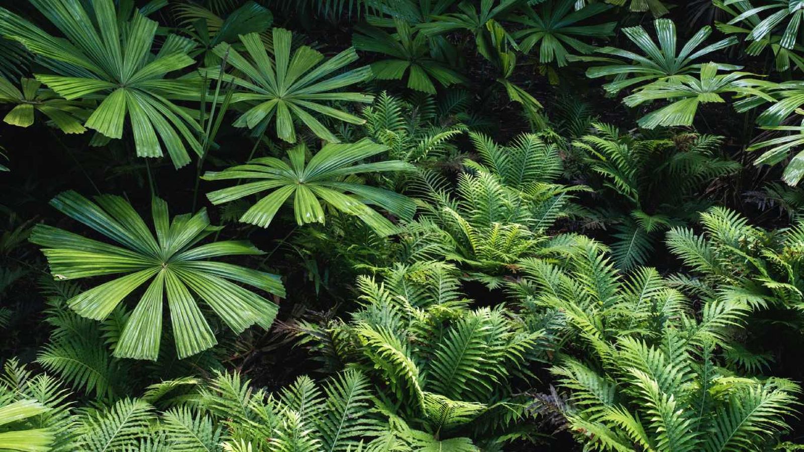 Plantas tropicales