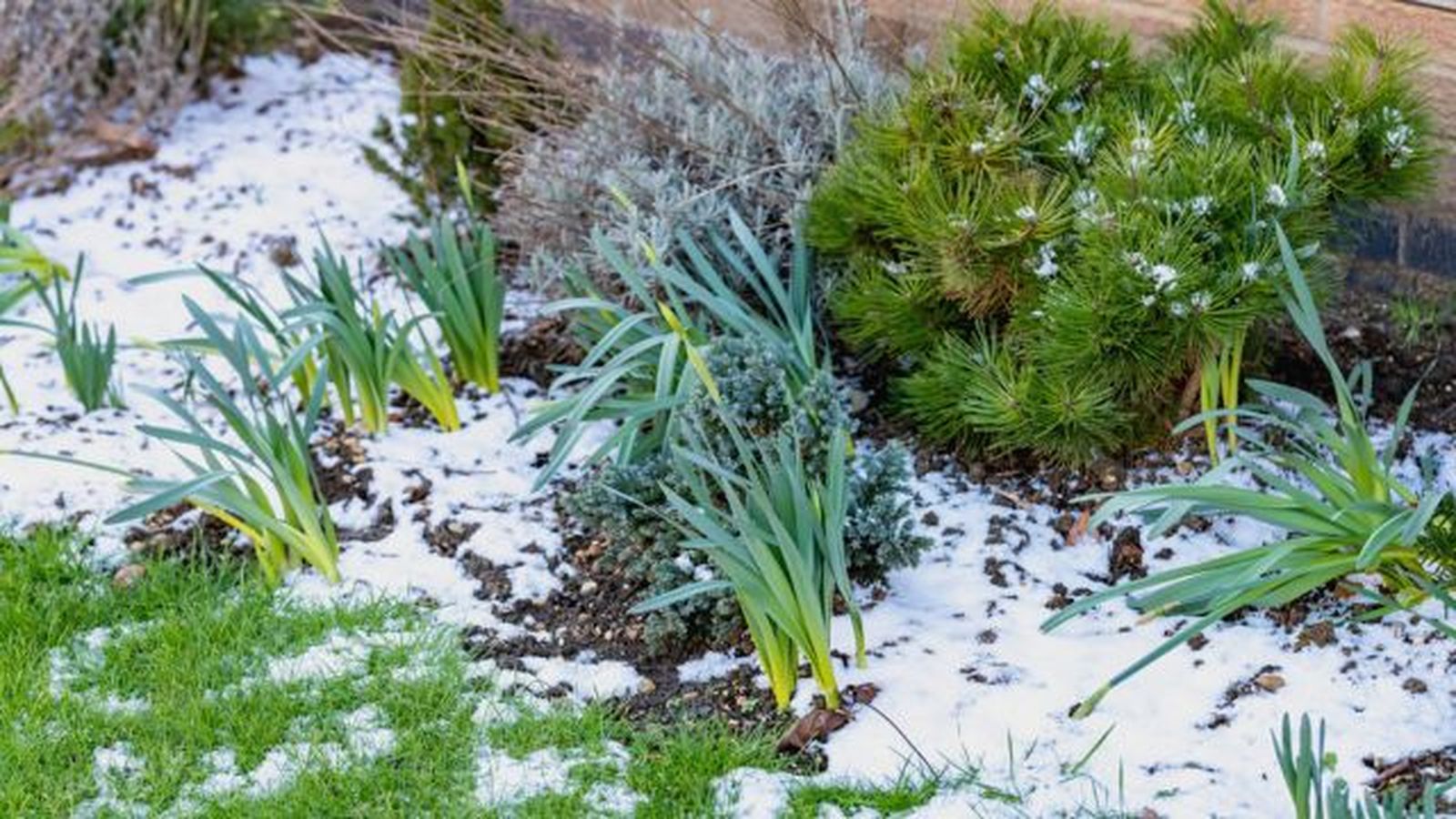 caida de nieve en las plantas del jardin