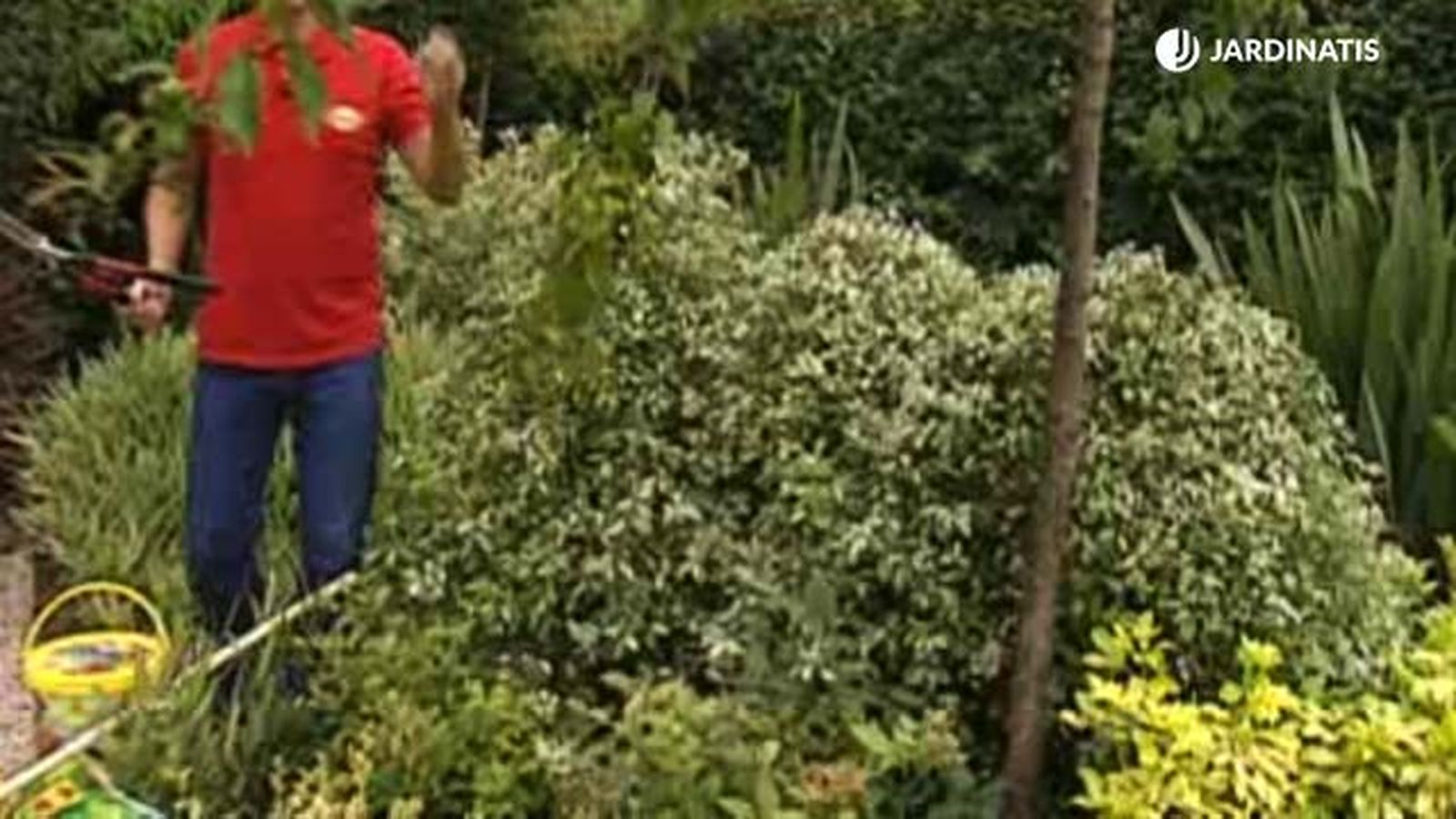 poda de arbusto pittosporum tenuifolium en forma de bola brico 470 poda de arbusto pittosporum tenuifolium en forma de bola brico 470
