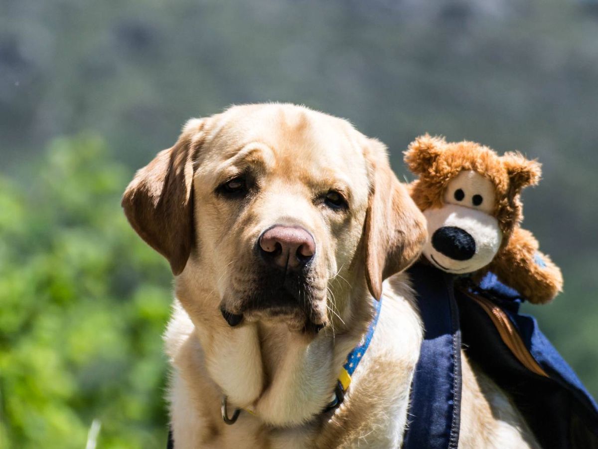 Tener un kit preparado va a permitir reaccionar con una mayor rapidez.