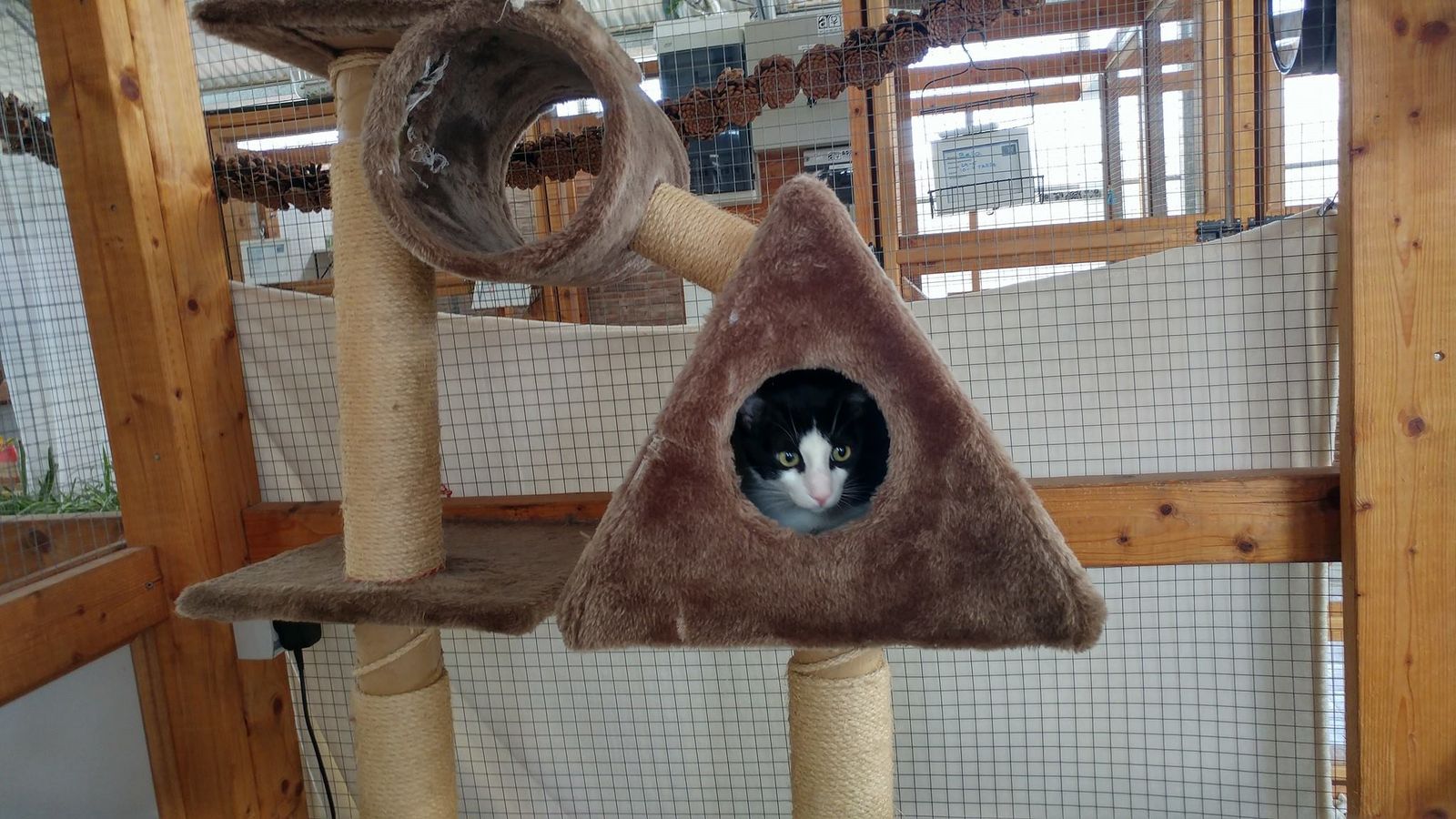 gatosphera rascador gatosphera rascador