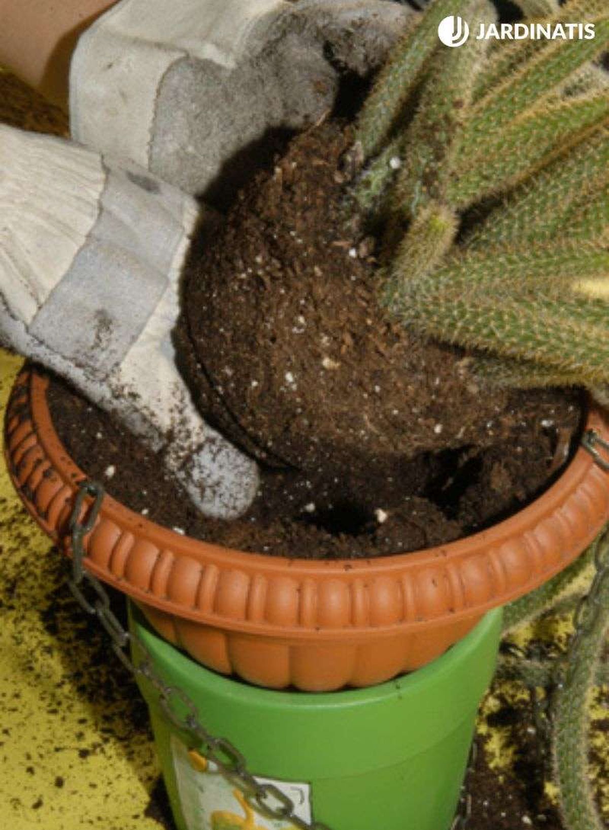 Plantar cactus colgante en el nuevo tiesto